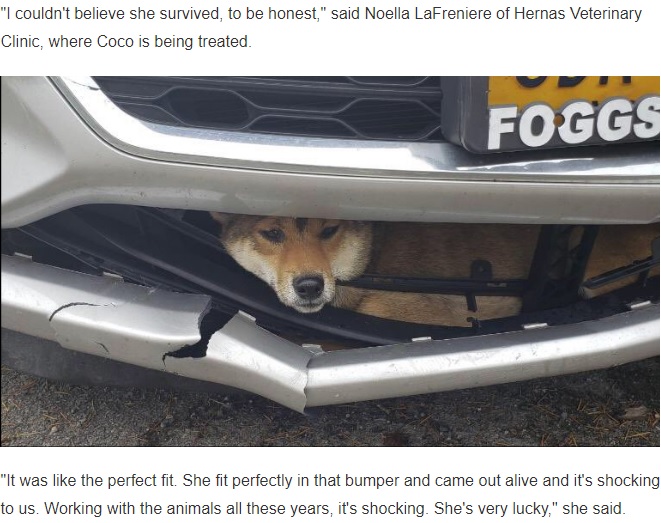 バンパーにすっぽりはまった犬（画像は『WNYT　2019年10月29日付「Dog survives being hit by a car and stuck in bumper」』のスクリーンショット）