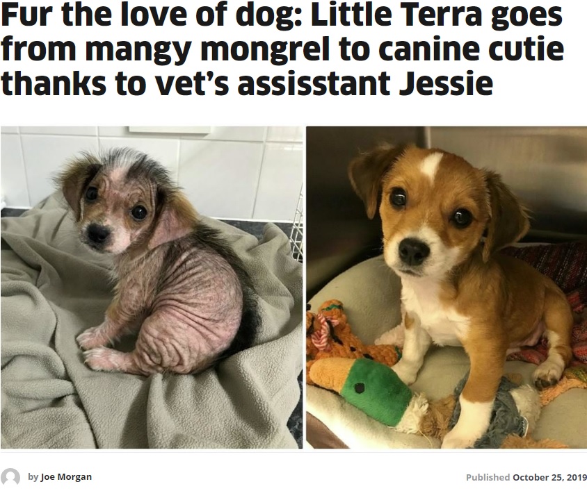 疥癬でほとんどの毛を失った犬（左）と回復後の姿（画像は『Metro　2019年10月25日付「Fur the love of dog: Little Terra goes from mangy mongrel to canine cutie thanks to vet’s assisstant Jessie」』のスクリーンショット）