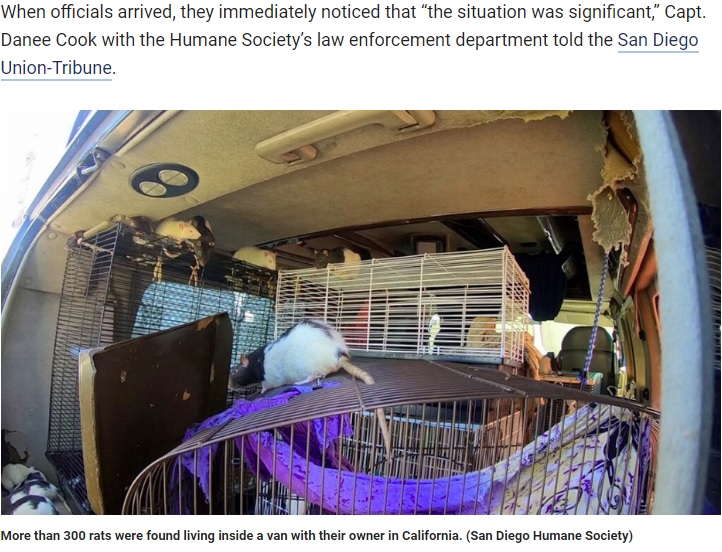 バンの中で暮らしていたネズミ（画像は『Fox News　2019年10月18日付「Woman found living with more than 300 pet rats in her van in upscale San Diego community」（San Diego Humane Society）』のスクリーンショット）
