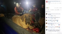 【海外発！Breaking News】ハイキング中に疲れ果てた体重86キロの犬　救助隊の担架で下山（米）＜動画あり＞