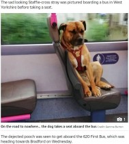 【海外発！Breaking News】バスに乗ってきた迷い犬、その寂しげな表情に心打たれる（英）