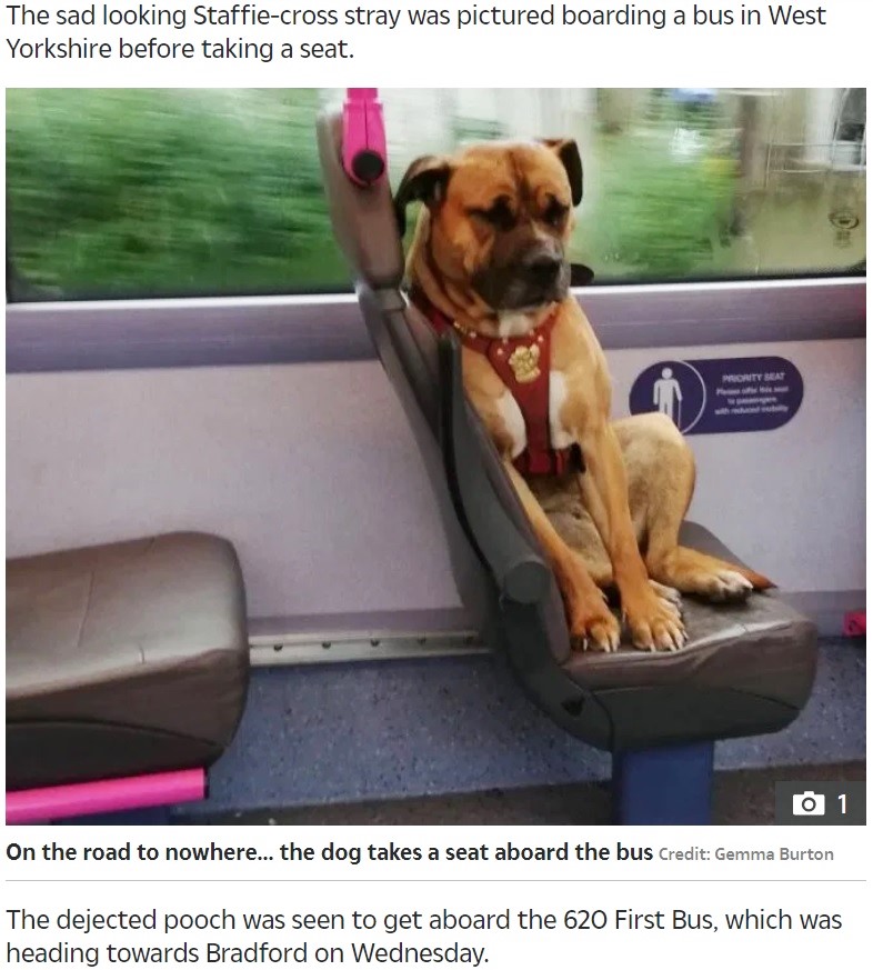 悲しげな表情でバスに乗る犬（画像は『The Sun　2019年10月19日付「POOR POOCH No owner comes forward for heartbroken dog who boarded bus alone in West Yorkshire」（Credit: Gemma Burton）』のスクリーンショット）