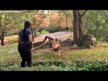 【海外発！Breaking News】動物園で柵を乗り越え、ライオンの目の前でダンスする女性に非難殺到（米）＜動画あり＞