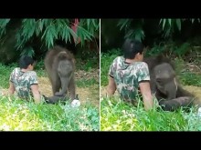 【海外発！Breaking News】野生の群れに馴染めなかった子象、飼育員の膝の上で安心して眠る（タイ）＜動画あり＞