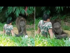 【海外発！Breaking News】野生の群れに馴染めなかった子象、飼育員の膝の上で安心して眠る（タイ）