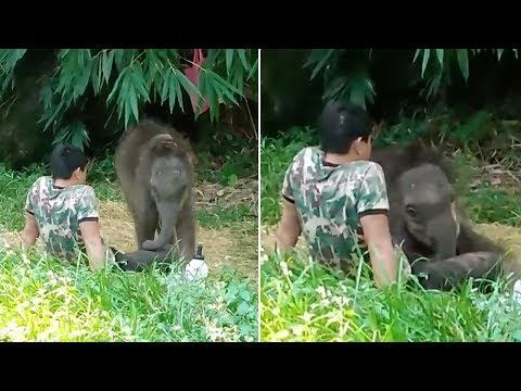 群れから拒否されてしまった子象（画像は『Viral Press　2019年10月1日公開 YouTube「Baby Elephant Sleeps On Carer’s Lap」』のサムネイル）