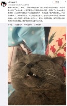 【海外発！Breaking News】ペットホテルに預けられた雄猫、一晩で5匹と交尾し点滴を受ける（中国）