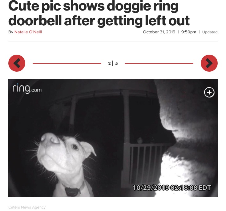 締め出しされ、夜中の2時に帰宅しドアホンを鳴らす犬（画像は『New York Post　2019年10月31日付「Cute pic shows doggie ring doorbell after getting left out」』のスクリーンショット）