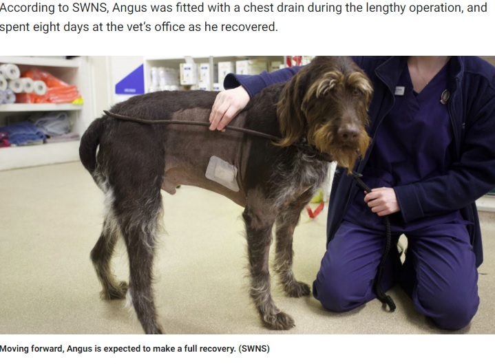 取り出された鉄の棒と犬（画像は『Fox News　2019年11月14日付「Dog miraculously survives spike impaling chest: ‘A complete freak accident’」（SWNS）』のスクリーンショット）