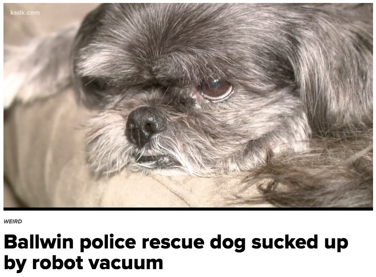 ロボット掃除機に尻尾の毛を吸い込まれてしまった犬（画像は『KSDK.com　2019年11月26日付「Ballwin police rescue dog sucked up by robot vacuum」』のスクリーンショット）