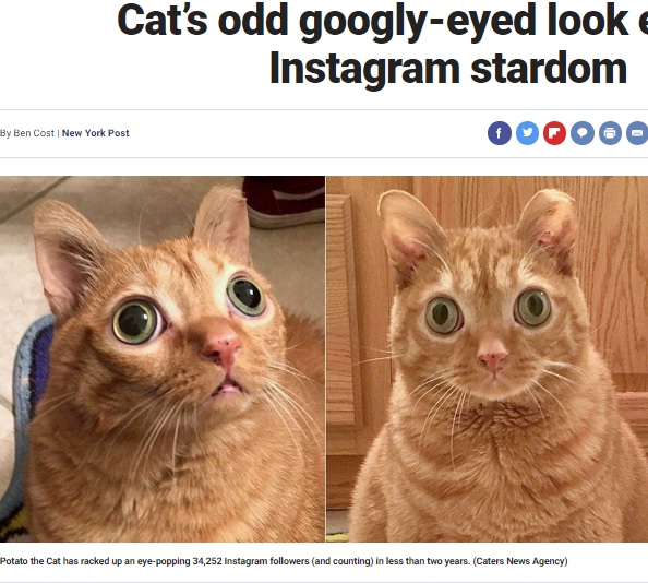 目がまんまるのネコ（画像は『Fox News　2019年11月14日付「Cat’s odd googly-eyed look earns it Instagram stardom」（Caters News Agency）』のスクリーンショット）