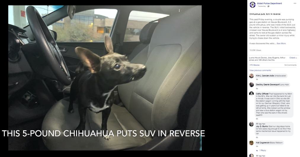 車をバックさせたチワワ（画像は『Slidell Police Department　2019年11月24日付Facebook「Chihuahua puts SUV in reverse」』のスクリーンショット）
