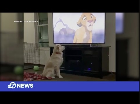 父を亡くしたシンバを見つめる犬（画像は『ABC7 News Bay Area　2019年11月22日公開 YouTube「Dog’s adorable reaction to the saddest scene from ‘The Lion King’」』のサムネイル）