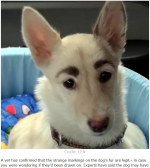 【海外発！Breaking News】立派な“眉毛”を持つ迷い犬、すぐに新しい家族が見つかる（露）＜動画あり＞