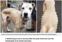 【海外発！Breaking News】ほぼ骨と皮の犬、動物保護施設の門に放り投げられる（英）