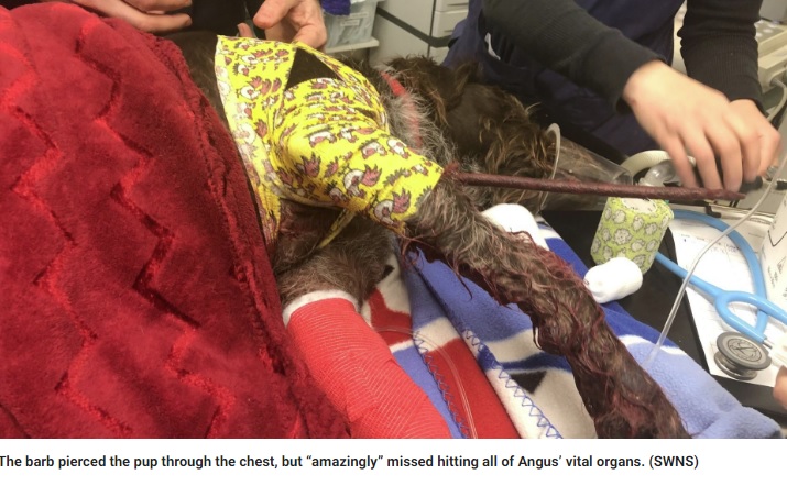 アンガスの身体に突き刺さった鉄の棒（画像は『Fox News　2019年11月14日付「Dog miraculously survives spike impaling chest: ‘A complete freak accident’」（SWNS）』のスクリーンショット）