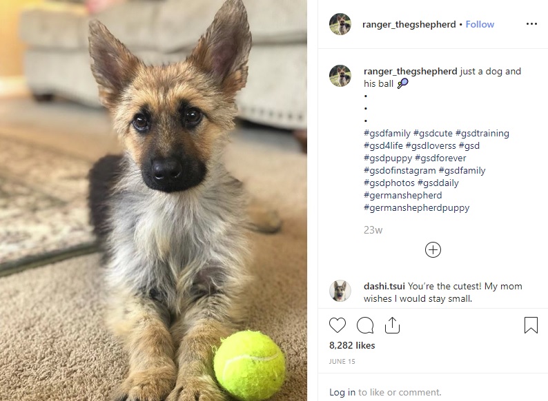 2歳で体重7キロ前後のジャーマン・シェパード（画像は『Ranger　2019年6月15日付Instagram「just a dog and his ball」』のスクリーンショット）