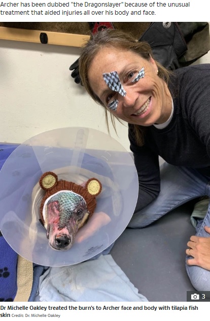 ティラピアの皮で治療を受ける犬（画像は『The Sun　2019年11月11日付「OFF THE SCALE Dog badly burned in house fire has face rebuilt with FISH SKIN」（Credit: Dr. Michelle Oakley）』のスクリーンショット）