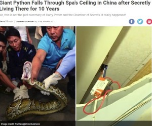 【海外発！Breaking News】スパに10年棲みついた“伝説の巨大ヘビ”が捕獲される（中国）