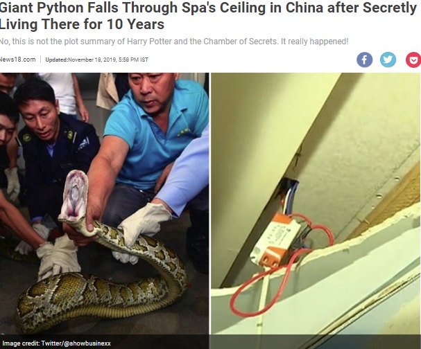 捕獲されたヘビと壊れた天井（画像は『News18.com　2019年11月18日付「Giant Python Falls Through Spa’s Ceiling in China after Secretly Living There for 10 Years」（Image credit: Twitter/＠showbusinexx）』のスクリーンショット）