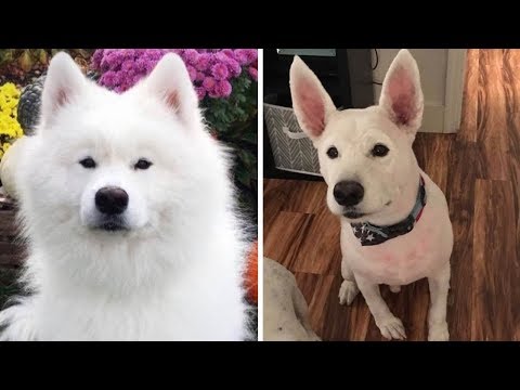 まるで別の犬種のようになってしまい、飼い主ビックリ（画像は『Caters Clips　2019年12月18日付 YouTube「Dog Left Bald After Getting Fur Trimmed」』のサムネイル）