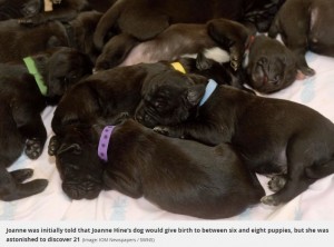 母親の黒と白のボディに、父親譲りの顔を持つ子犬たち（画像は『Daily Record　2019年12月4日付「Dog gives birth to staggering litter of 21 puppies in ‘world record’」（Image: IOM Newspapers / SWNS）』のスクリーンショット）