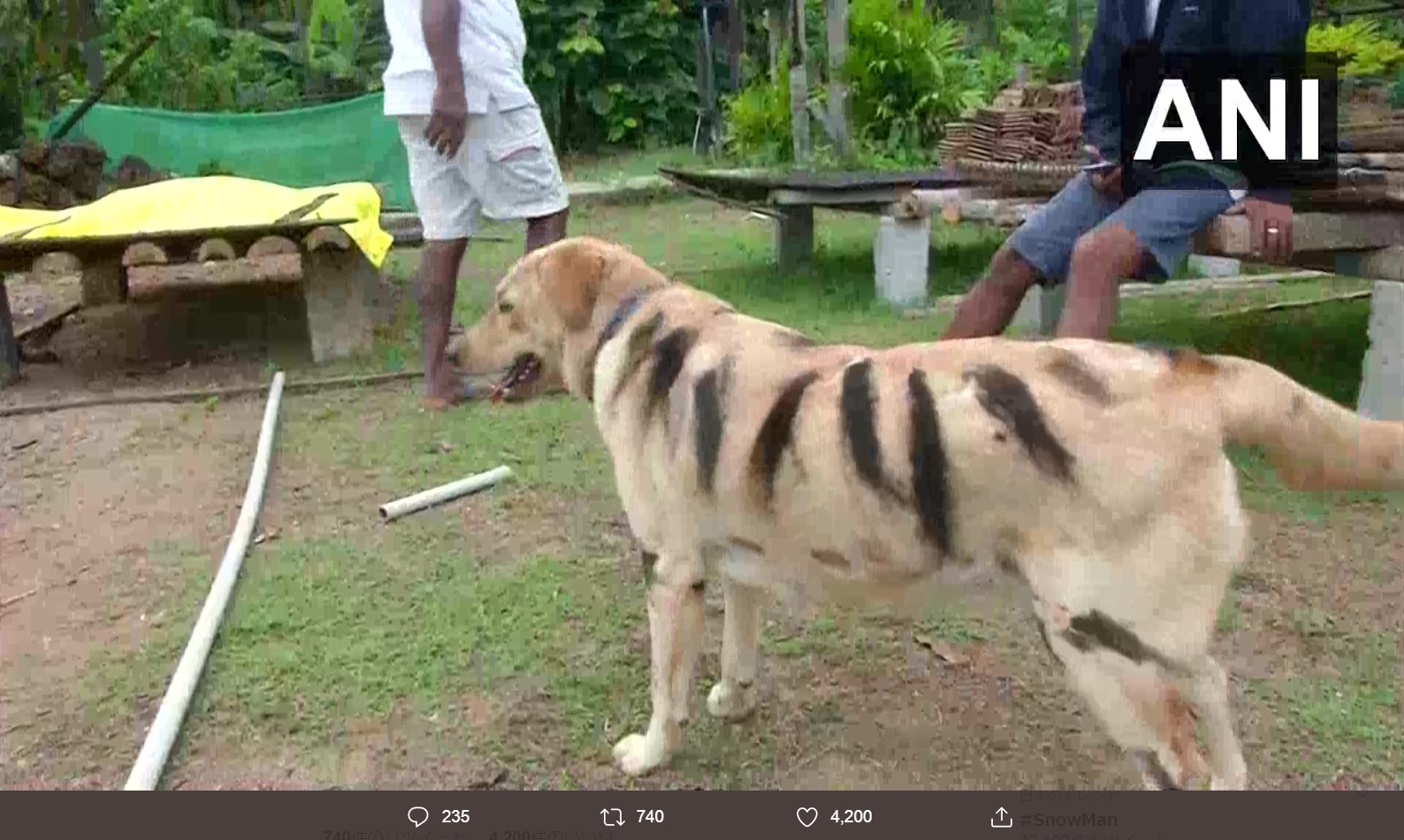 猿を追い払うため犬をトラに見せる（画像は『ANI　2019年12月2日付Twitter「Shivamogga: A farmer painted his dog to make it look like a tiger at Nallur village,Thirthahalli.」』のスクリーンショット）