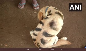 猿を追い払うのに効果はあったと飼い主（画像は『ANI　2019年12月2日付Twitter「Shivamogga: A farmer painted his dog to make it look like a tiger at Nallur village,Thirthahalli.」』のスクリーンショット）