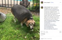【海外発！Breaking News】体重40キロ超のビーグル犬、半年で28キロまで減量（米）＜動画あり＞