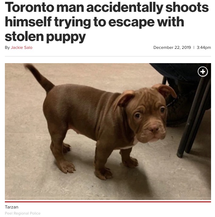 男に連れ去られそうになった子犬（画像は『New York Post　2019年12月22日付「Toronto man accidentally shoots himself trying to escape with stolen puppy」（Peel Regional Police）』のスクリーンショット）