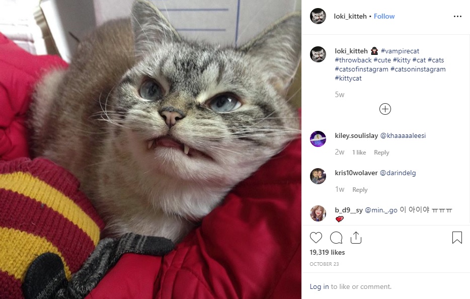 長い牙をもつ“ロキ”（画像は『Loki　2019年10月23日付Instagram「＃vampirecat ＃throwback ＃cute ＃kitty」』のスクリーンショット）