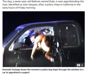 【海外発！Breaking News】車に立てこもった容疑者を降伏させた“ヒーロー”警察犬（米）＜動画あり＞