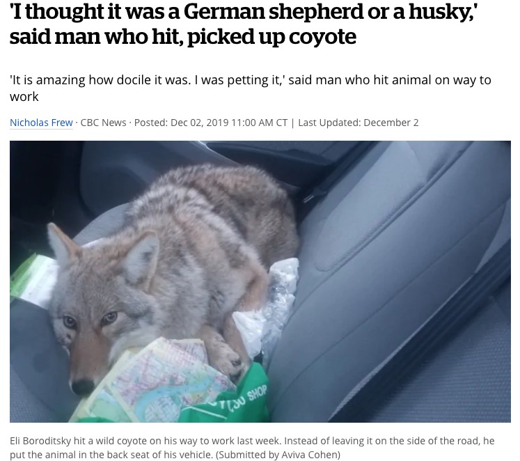 高速道路ではねられたコヨーテ（画像は『CBC.ca　2019年12月2日付「‘I thought it was a German shepherd or a husky,’ said man who hit, picked up coyote」（Submitted by Aviva Cohen）』のスクリーンショット）