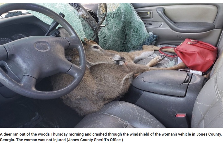 車内に飛び込んできた鹿（画像は『Fox News　2019年12月13日付「Deer killed in Georgia after crashing through driver’s windshield: ‘He tried to hitch a ride’」（Jones County Sheriff’s Office）』のスクリーンショット）