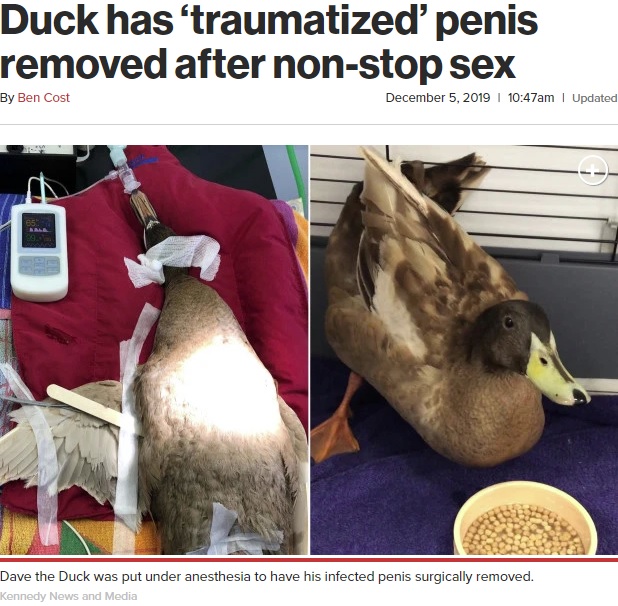 生殖器を切除されたカモ（画像は『New York Post　2019年12月5日付「Duck has ‘traumatized’ penis removed after non-stop sex」（Kennedy News and Media）』のスクリーンショット）