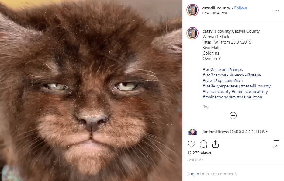 ブリーダーご自慢の「人間のような顔を持つネコ」に批判の声も（画像は『Татьяна Расторгуева　2019年10月1日付Instagram「Catsvill County Werwolf Black　litter “W” from 25.07.2019」』のスクリーンショット）