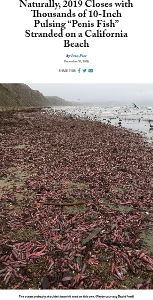 ビーチに打ち上げられた大量の生物（画像は『Bay Nature　2019年12月10日付「Naturally, 2019 Closes with Thousands of 10-Inch Pulsing “Penis Fish” Stranded on a California Beach」（Photo courtesy David Ford）』のスクリーンショット）