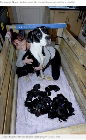 【海外発！Breaking News】自然分娩で21匹の赤ちゃんを出産した犬　世界記録か（マン島）