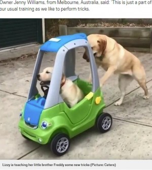 【海外発！Breaking News】きょうだいが乗るおもちゃの車を押すラブラドール犬（豪）＜動画あり＞