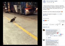【海外発！Breaking News】停留所で毎晩、同じバスの運転手を待つ犬（ブラジル）＜動画あり＞