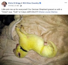 【海外発！Breaking News】白いジャーマン・シェパード、黄緑色の仔犬を産む（米）＜動画あり＞