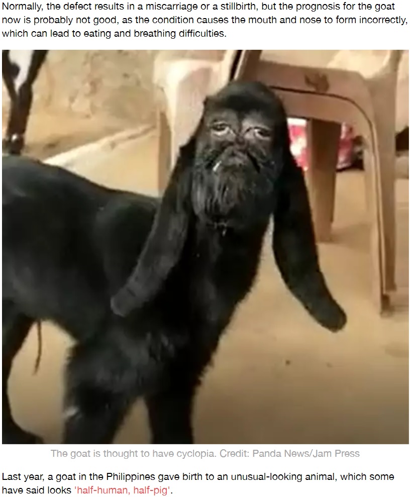 インドで誕生した人面ヤギ（画像は『LADbible　2020年1月23日付「Footage Emerges Of Mutant Goat With Human-Like Face」』のスクリーンショット）
