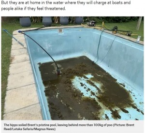 糞まみれになってしまったプール（画像は『Metro　2020年1月3日付「Hippo takes bath in family pool and leaves behind 100kg of poo」（Picture: Brent Reed/Letaka Safaris/Magnus News）』のスクリーンショット）