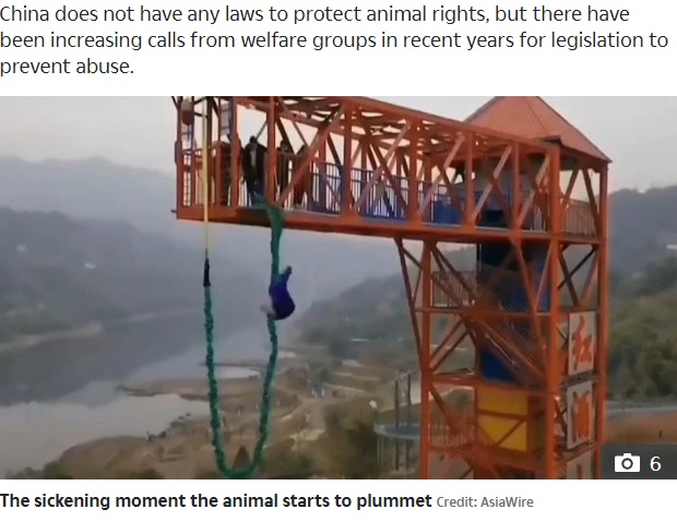 バンジージャンプに使われた豚（画像は『The Sun　2020年1月20日付「UTTER CRUELTY Outrage as Chinese theme park forces a terrified live PIG to do a bungee jump to mark the Year of the Rat」（Credit: AsiaWire）』のスクリーンショット）