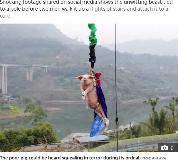 吊るされて鳴き声をあげる豚（画像は『The Sun　2020年1月20日付「UTTER CRUELTY Outrage as Chinese theme park forces a terrified live PIG to do a bungee jump to mark the Year of the Rat」（Credit: AsiaWire）』のスクリーンショット）