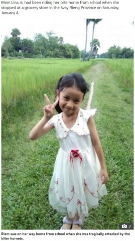 【海外発！Breaking News】帰宅途中の6歳女児、オオスズメバチの群れに襲われ死亡（カンボジア）
