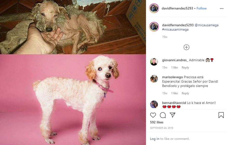 保護された犬が見違えるように（画像は『david Fernández　2019年9月23日付Instagram「＠micausamega ＃micausamimega」』のスクリーンショット）
