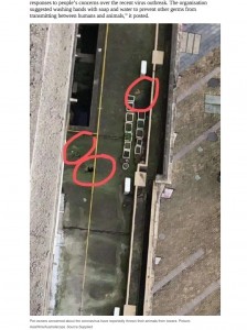 地面に叩きつけられた3匹の猫（画像は『news.com.au　2020年2月1日付「Dogs and cats thrown from apartments in China over virus spread fears」（Picture: AsiaWire/Australscope）』のスクリーンショット）