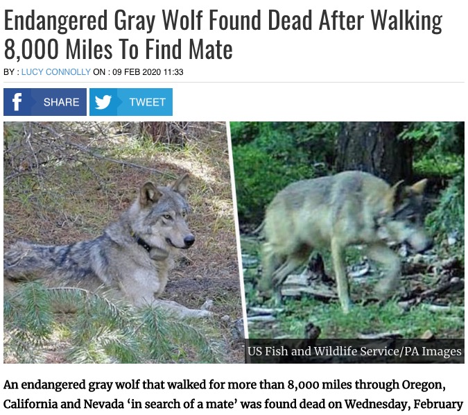絶滅に瀕しているハイイロオオカミ（画像は『UNILAD　2020年2月9日付「Endangered Gray Wolf Found Dead After Walking 8,000 Miles To Find Mate」（US Fish and Wildlife Service/PA Images）』のスクリーンショット）