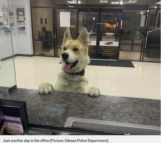 嬉しそうな表情を見せるジャーマン・シェパードの“チコ”（画像は『Metro　2020年2月25日付「Lost dog hands himself in to police」（Picture: Odessa Police Department）』のスクリーンショット）